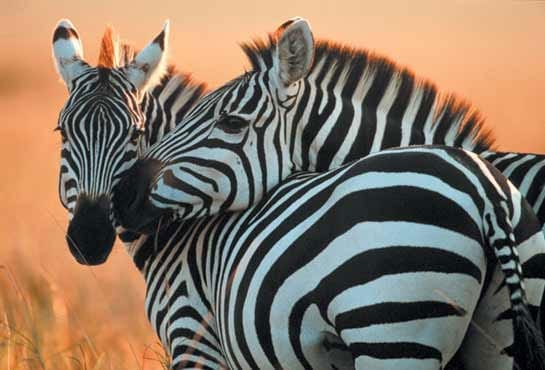 Have You Herd? What Zebras and CVID patients have in common…