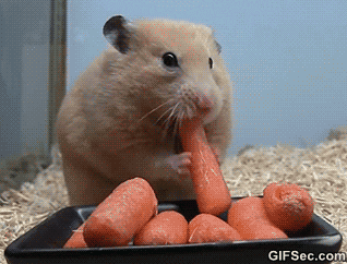 hamster loves carrots