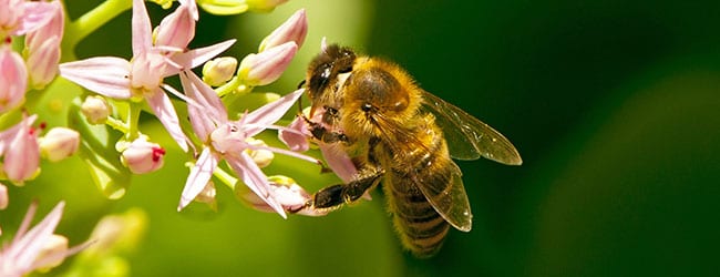 This Bee Inspired Secret Weapon Will Make You Kiss Your Doc