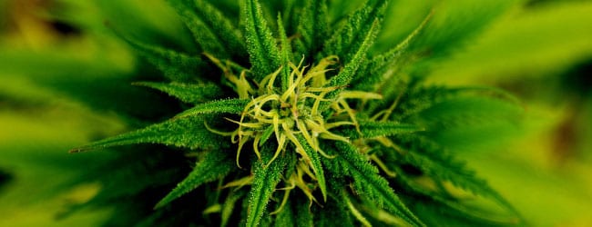 Medical Marijuana to the Rescue for Dystonia Treatment
