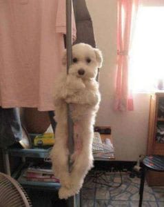 pole dancing dog