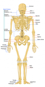 skeleton-41547_640