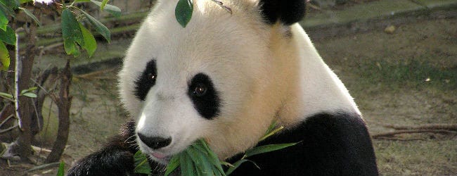 People Are Not Pandas. Why Should This Matter to You?