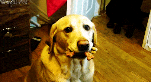 dog with bones in his mouth