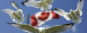 gulls around the Canadian Flag