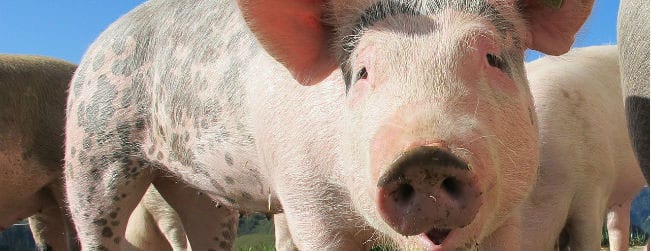 Swine Flu and Narcolepsy: What Was the Link?