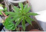 Is Weed the Miracle Cure for Myasthenia Gravis?