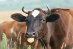 Is A Milk-Free Diet Good for Children With Eosinophilic Esophagitis?