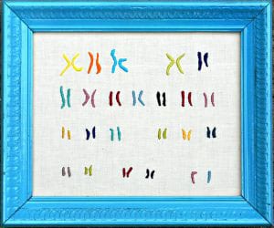 embroidered chromosomes