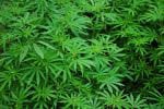 Folks Rally Together in The Name of Medical Marijuana