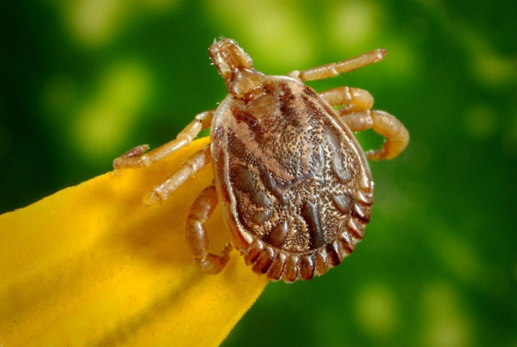 Lyme and Other Tick-Bourne Illnesses in the Blood Supply?
