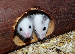 Mutant Mice are Making a Difference