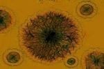 The POM-L-BHDU Molecule Shows Promise in Treating Shingles