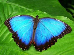 The Butterfly Children