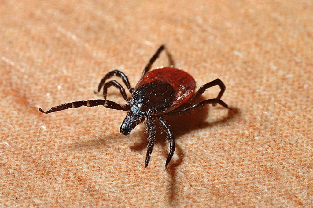 6 Ways to Know You Have Lyme Disease