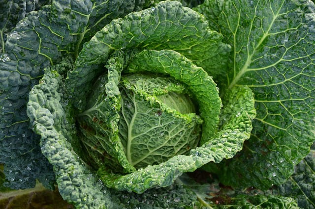 cabbage tyrosinemia