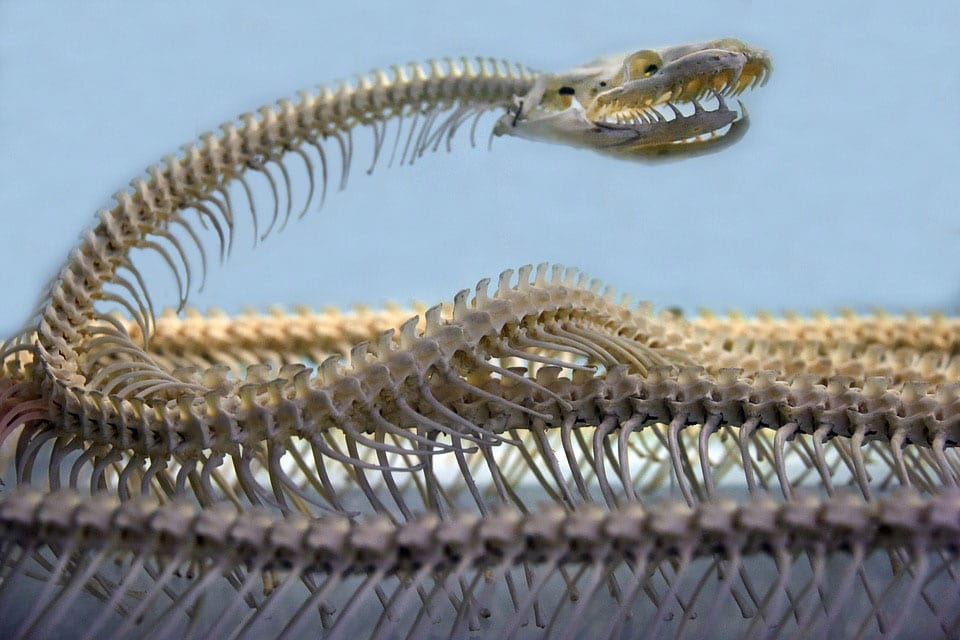 snake spine