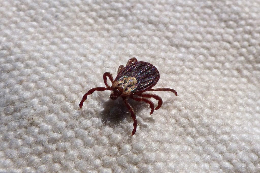 Get the Lyme Disease Precaution Info You Need Here and Now!