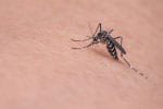 Could Home Design Lower Malaria Transmission?