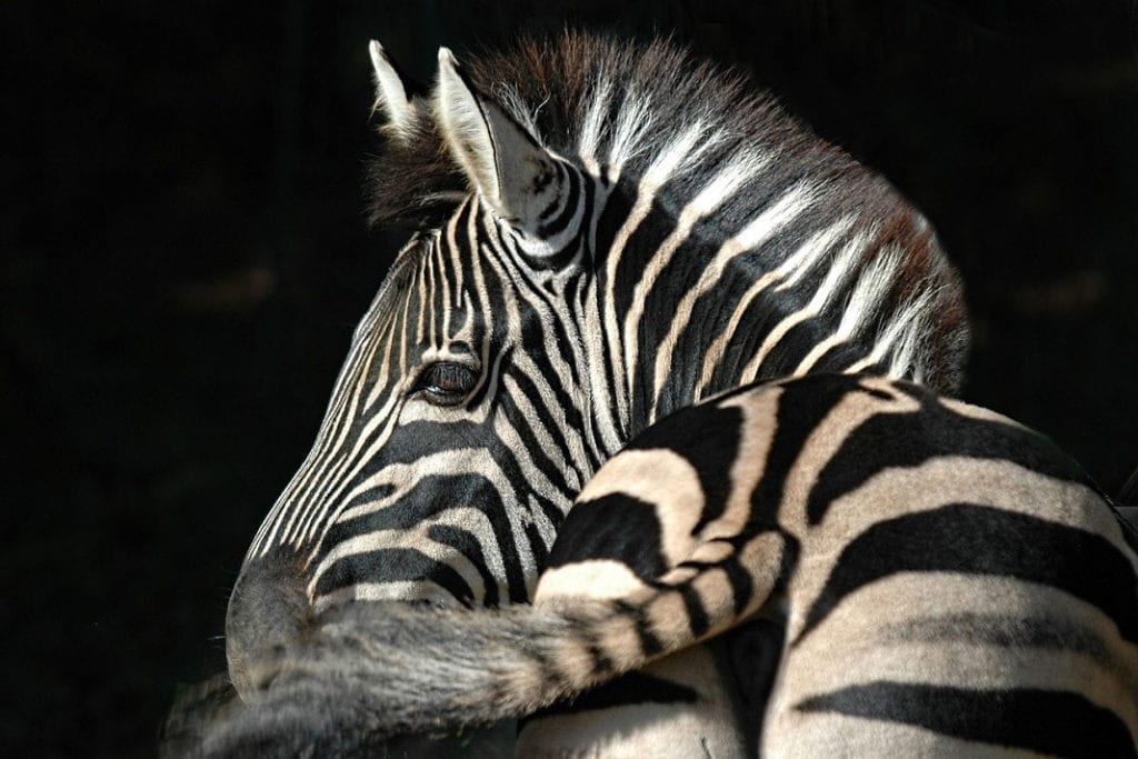 Here’s Why You Should “Think Zebra!” Throughout April