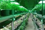 Iowa Doctors Hesitant to Certify Medical Cannabis Patients