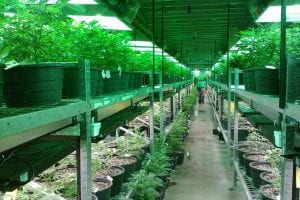 Is Marijuana the Future of Treatment for LGS and Other Epilepsies?