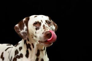 Why Doggie Style is the Best Style for Fighting Factor VII