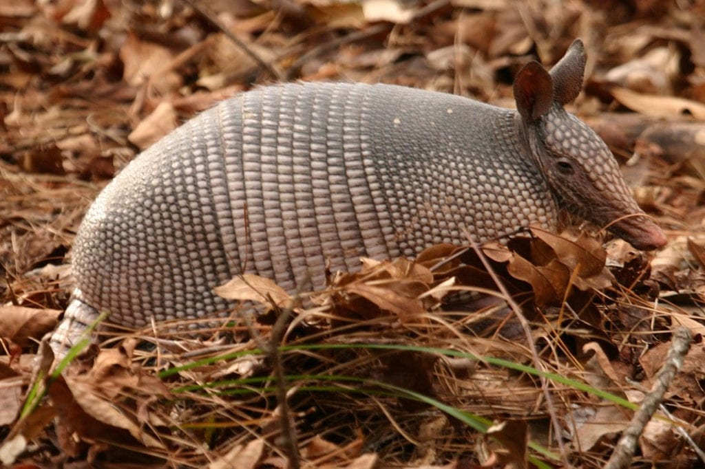 This is Why You Should Never Trust an Armadillo