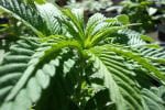 Fighting Rare Disease Pain the Cannabis Way