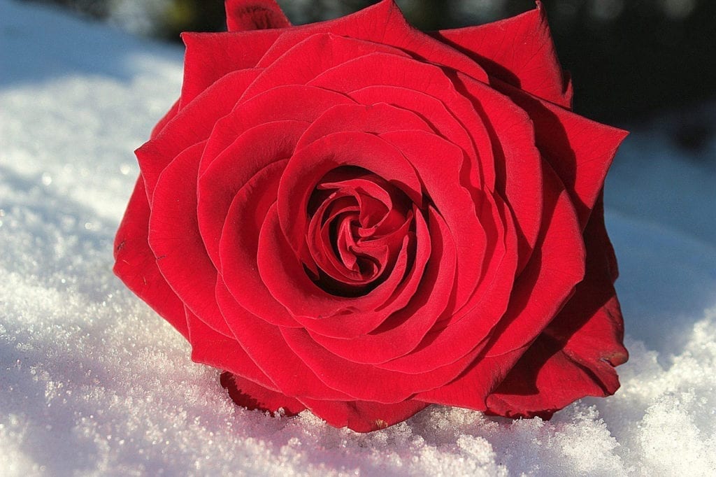 This Valentine’s Day You Can Give More Than Just Roses