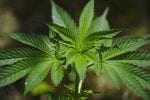 Ohio Says People with IBS Now Qualify for Medical Marijuana