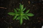 How This Mom is Fighting for Her Daughter’s Right to Marijuana in School