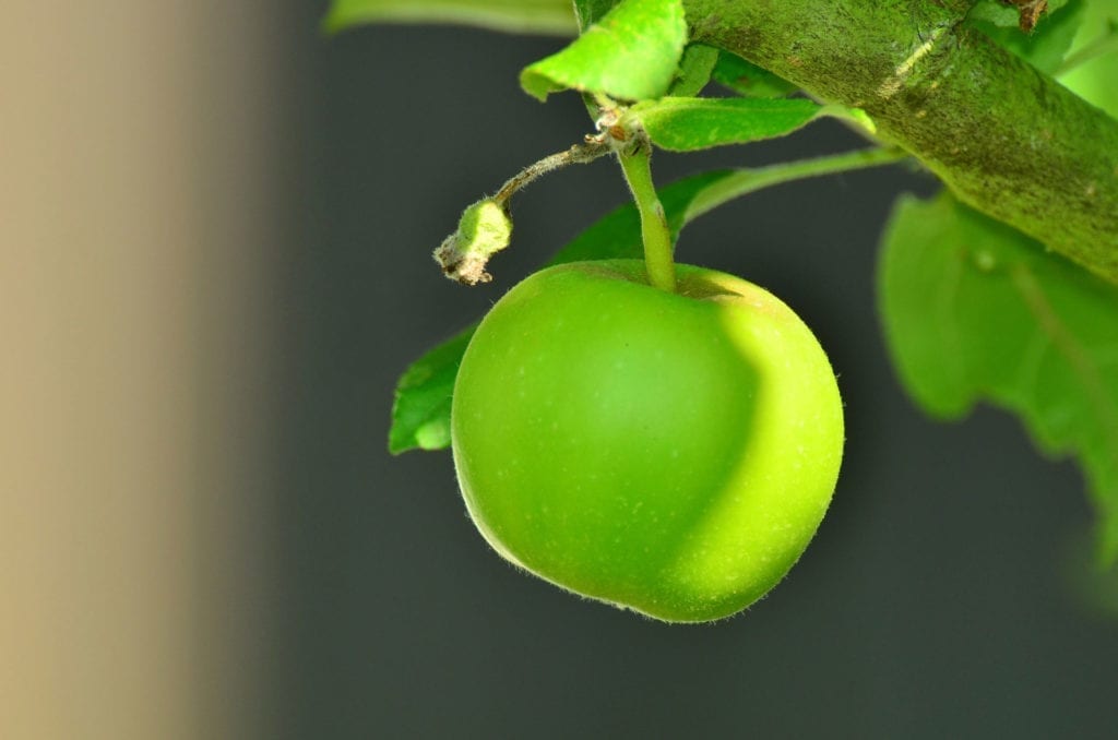 «Una Manzana al Día:» Los Compuestos de Cáscara de Fruta Pueden Revertir el Daño Neuronal de la Esclerosis Múltiple