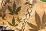 CBD Shows Promising Results in Treating Dravet Syndrome
