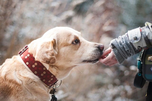 Man’s Best Friend May Help Find a Cure for Cancer