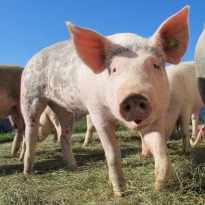 Don’t Miss the Tampa Pig Jig for FSGS
