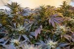 Medical Marijuana Movement Gets Shot in the Arm