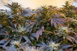 Medical Marijuana Movement Gets Shot in the Arm