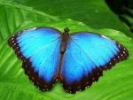 Osteoarthritis Medicine May Offer Hope for Butterfly Children with EBS-DM