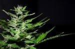 Mother’s Underground Marijuana Lab Leads to Legislative Change in Peru