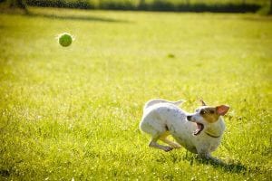 How Dogs Are Paving the Way in Cancer Research