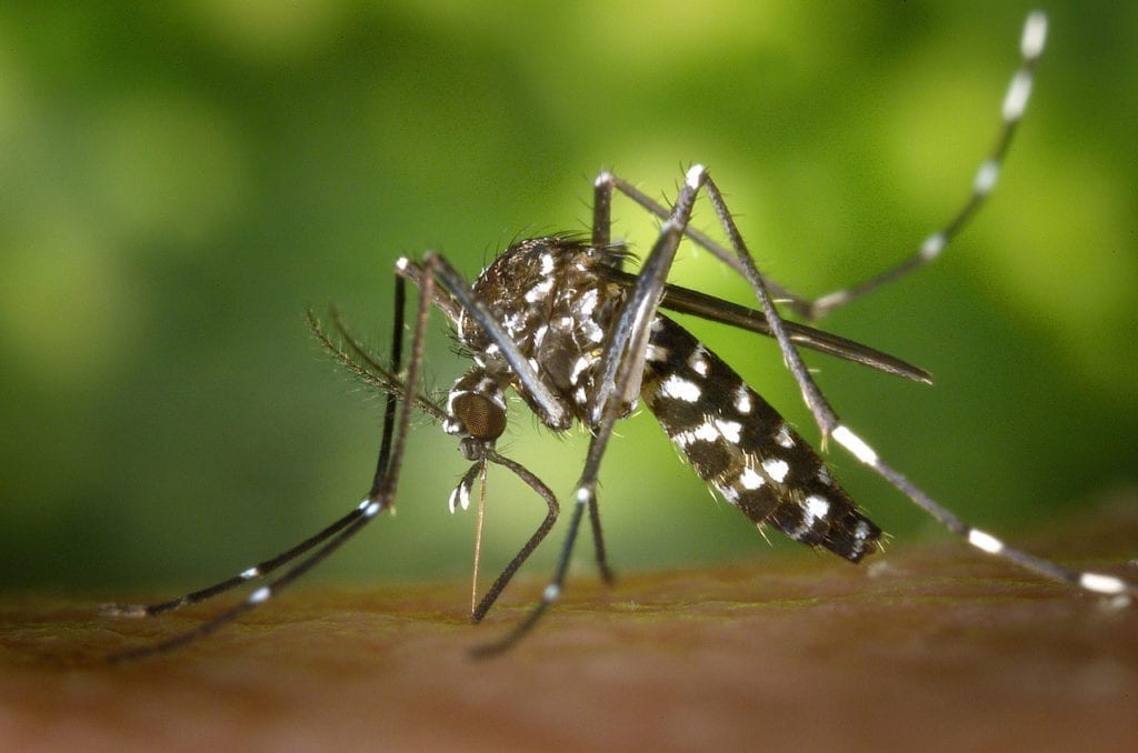 Zika Virus and Chikungunya May Trigger Strokes