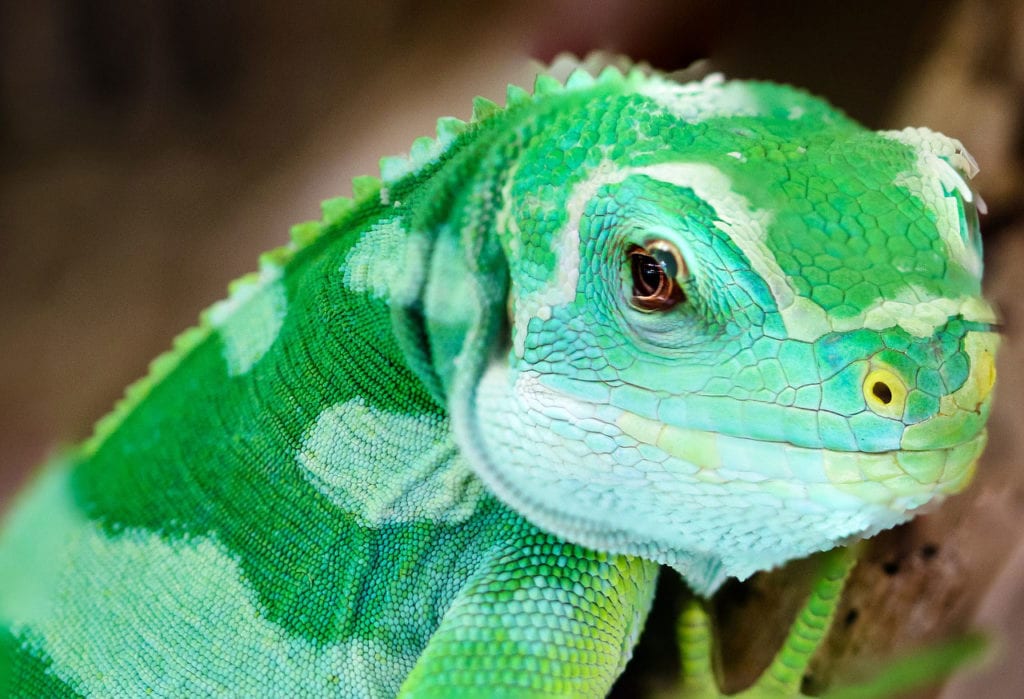 Reptile Owners Show Support For Family Dealing With Pantothenate Kinase-associated Neurodegeneration