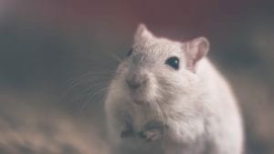 New Research May Have Exciting Implications for Marfan Syndrome Patients