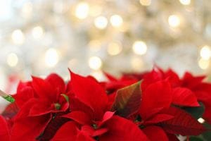 11-Year-Old Receives Life Saving Kidney For Christmas
