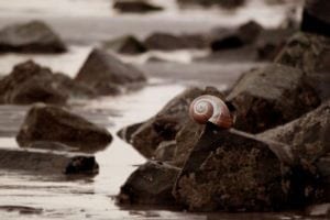 Para la adicción a los opiáceos, los caracoles marinos vienen al rescate