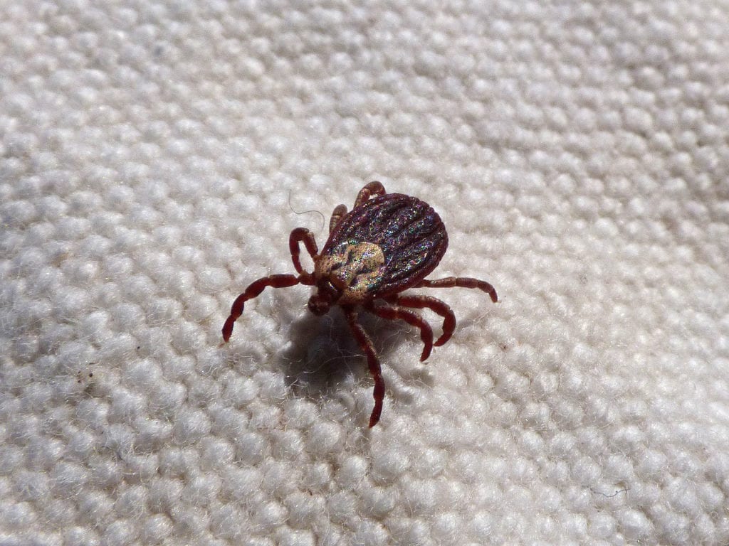 This Study Proves What Many People With Lyme Disease Already Knew