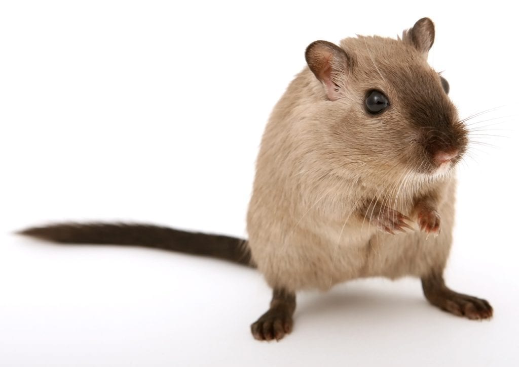 New Study Shows Mice Can Successfully Mimic Human Cancers
