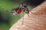 Zika Virus Destroyed Glioblastoma in Mice