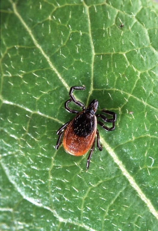 Five Things You Should Know About Anesthesia and Lyme Disease